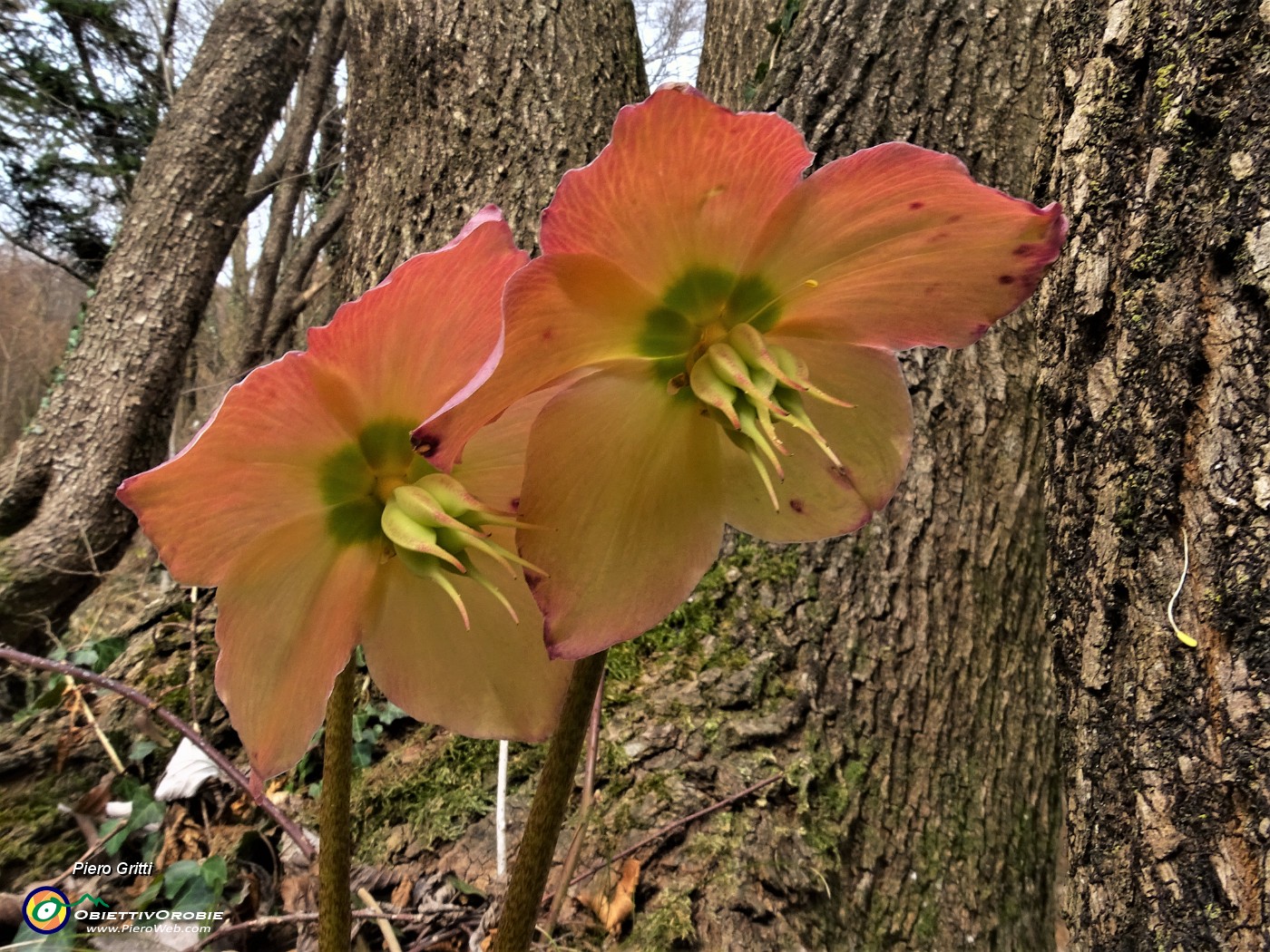 23 Ellebori in fiore (Helleborus niger) sul sentiero 506 C da Alino a Ca Boffelli.JPG